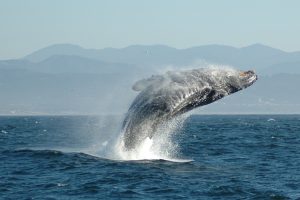 Jumping_Humpback_whale